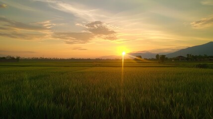 Obraz premium The serene beauty of a sunset over a rice field, the sky turning golden as the sun sets behind the fields, creates a peaceful and picturesque scene.