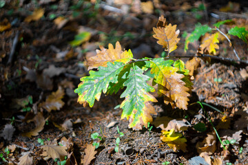 Partially yellowed oak leaves on a branch near the ground illuminated by sunlight