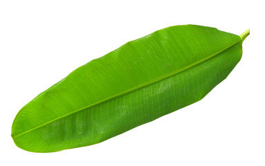 Obraz premium green banana leaf on transparent png
