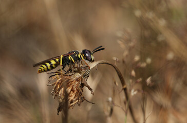 A hunting Bee Wolf, Philanthus triangulum, resting on a plant.