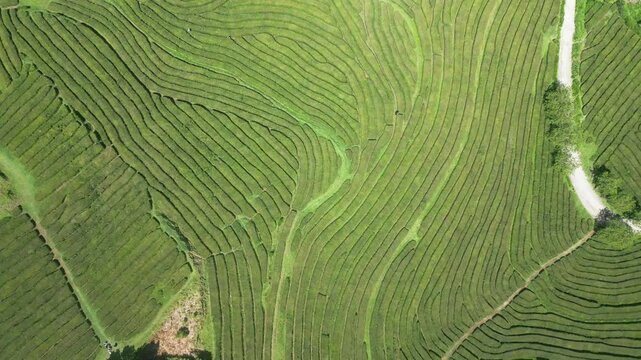 Lush green terraced fields in farol do arnel, s&atilde;o miguel, azores, aerial view