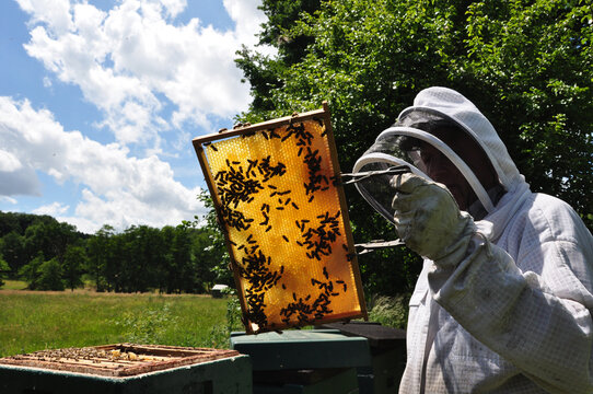 Flei&szlig;iges Bienchen #Imker im NABU Damme kontrolliert die Honigwaben seiner Bienenv&ouml;lker im Stock.