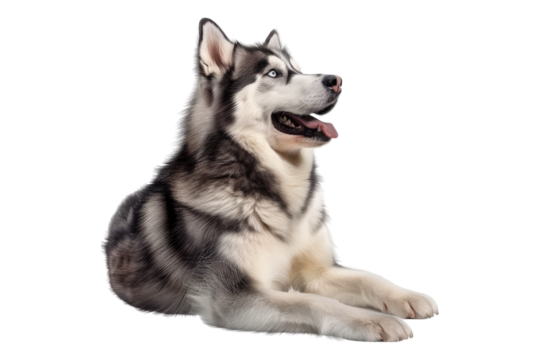 Husky dog isolated on transparent background