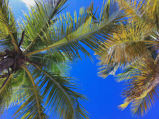 Tropical paradise island gold sandy beach and crystal clear turquoise water in Caribbean with coconut palm trees, secluded getaway cove bay pelican hideway luxury resort