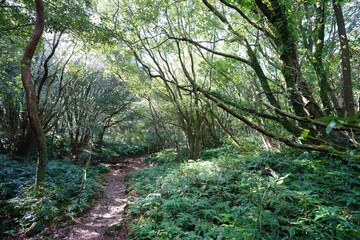 footpath and bench in deep forest