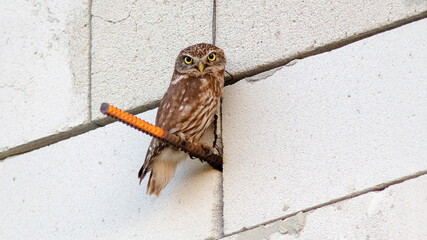 owl perched on a fence