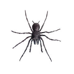 Spider, black. Arthropod. Hand drawn watercolor illustration of an insect isolated on a white background. For Halloween cards, invitations, flyers, banners, poster