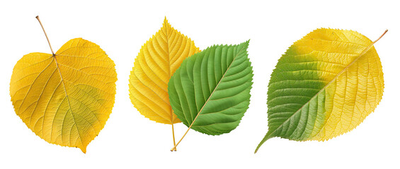 Obraz premium Set of Autumn Leaves Isolated Background