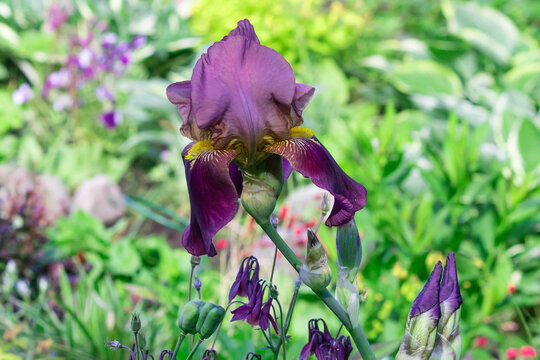 Beautiful bloom of a bright purple bearded iris in a garden flower bed.