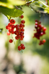 Czerwona porzeczka. Smaczny owoc, bogaty w witaminy. © Blaszko