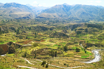 Stunning Aerial View of Agricultural Terraces in Colca Canyon, Arequipa Region, Peru, South America