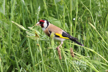 Beautiful European goldfinch (adult bird) sitting on a stem of wild sorrel in a meadow, eating dandelion fluff seeds, close up, summer time.