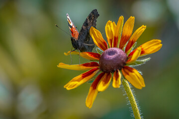 Red peacock - day butterfly on flowers, spring.