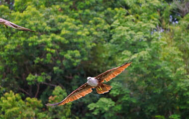 Closeup of a Red Hawk Flying near the Rainforest in Trat Province, the Eastern Region of Thailand