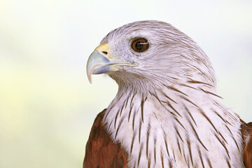Closeup of a Gorgeous Red Hawk, the Rare Bird which Attracting Many People to the Eastern Region of Thailand