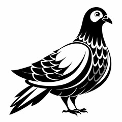 dove of peace,dove isolated on white