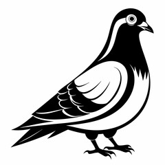 dove of peace,dove isolated on white