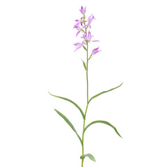 Red helleborine orchid with pink flower isolated on white, Cephalanthera rubra
