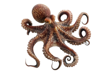 Octopus isolated on transparent background