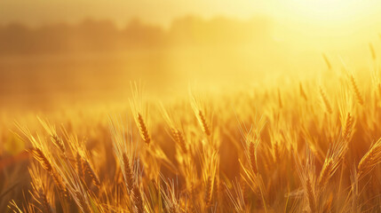 Obraz premium A field of golden wheat bathed in the warm light of dawn, showcasing the beauty of a new day and the promise of a bountiful harvest