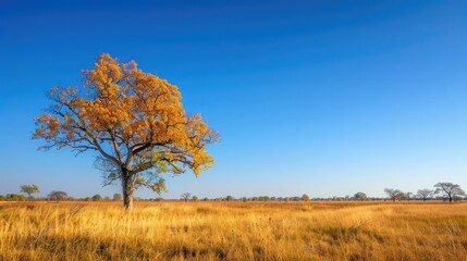 Tranquil autumn scene with clear blue skies in savanna