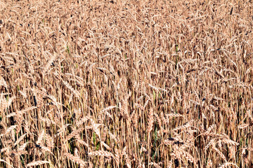 Background image. Top view of a field with wheat growing on it.