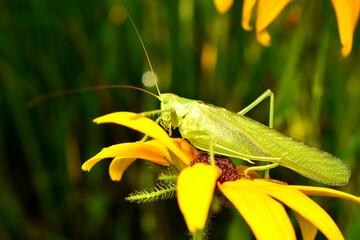 A large grasshopper sits on a flower.