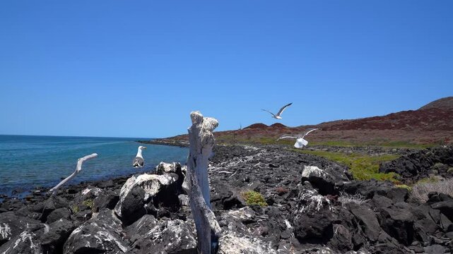 Seagulls on a rocky shore by the beach on a sunny day, desert landscape