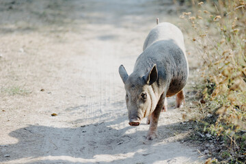 Pig walking along a sandy path in a rural setting