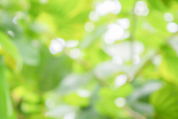 Obraz premium Abstract blur green leaf bokeh nature background