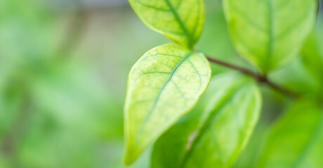 Natural plant green leaf in garden with bokeh background