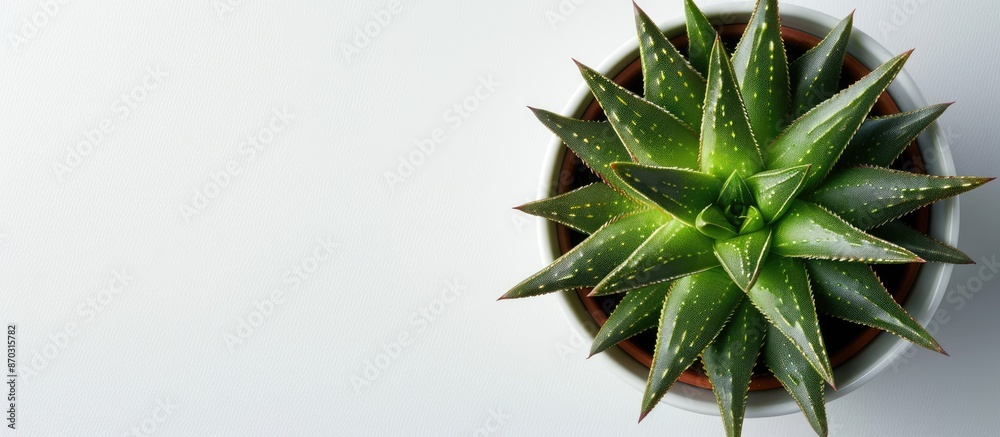 Leinwandbilder haworthia in pot isolated on white backgrounds, top view cactus&succulent, clipping path. with copy 
