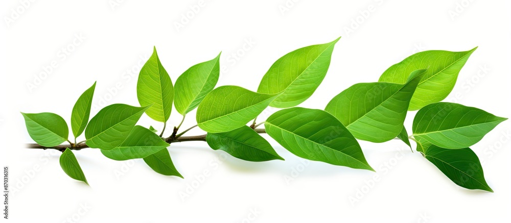 Poster fresh green leaves on a white background with a clipping path for design elements, perfect for a cop