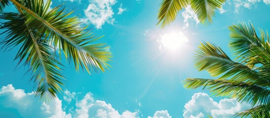 A scenic tropical setting with coconut palm leaves against a vibrant blue sky, ideal for travel or nature themes, featuring a frame for text or slogan. Natural backdrop with space for text