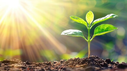 A seedling emerging from the soil. Light shines down on the seedling. The concept of growth.