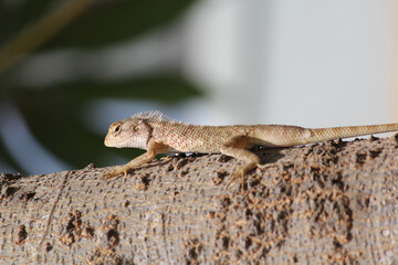 Lizard on the tree