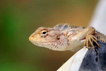 Lizard on the tree