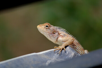 Obraz premium Lizard on the tree