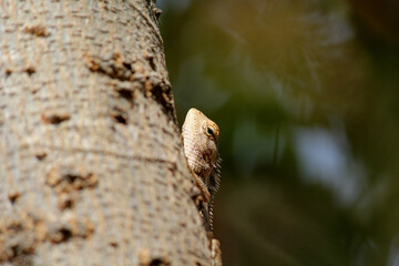 Lizard on the tree