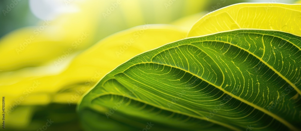 Leinwandbilder close-up image of a yellow dieffenbachia leaf for use as a natural background with copy space image.