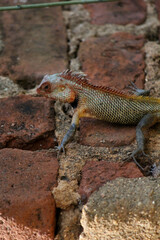 lizard on the old village home wall