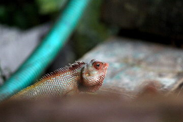 lizard on the old village home wall