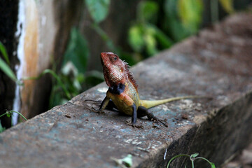 lizard on the old village home wall