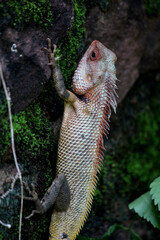 Obraz premium lizard on the old village home wall