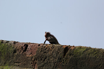 lizard on the old village home wall