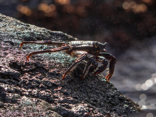 Crab in close up black rock view at the Hawaiian Oahu island 