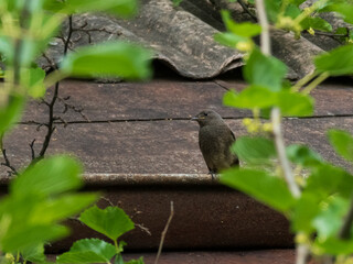 The common redstart bird sitting on a roof