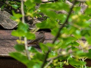 The common redstart bird sitting on a roof