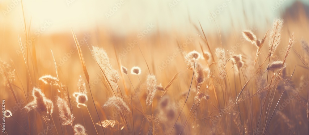 Poster vintage photo of a nature wild meadow with soft sunshine creating a morning sunlight background, ide