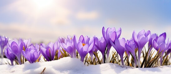 Bright violet spring crocus flowers blooming with copy space image of snow in the background.